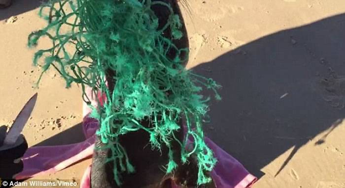 澳洲海狮被困渔网获救 兴奋奔回大海