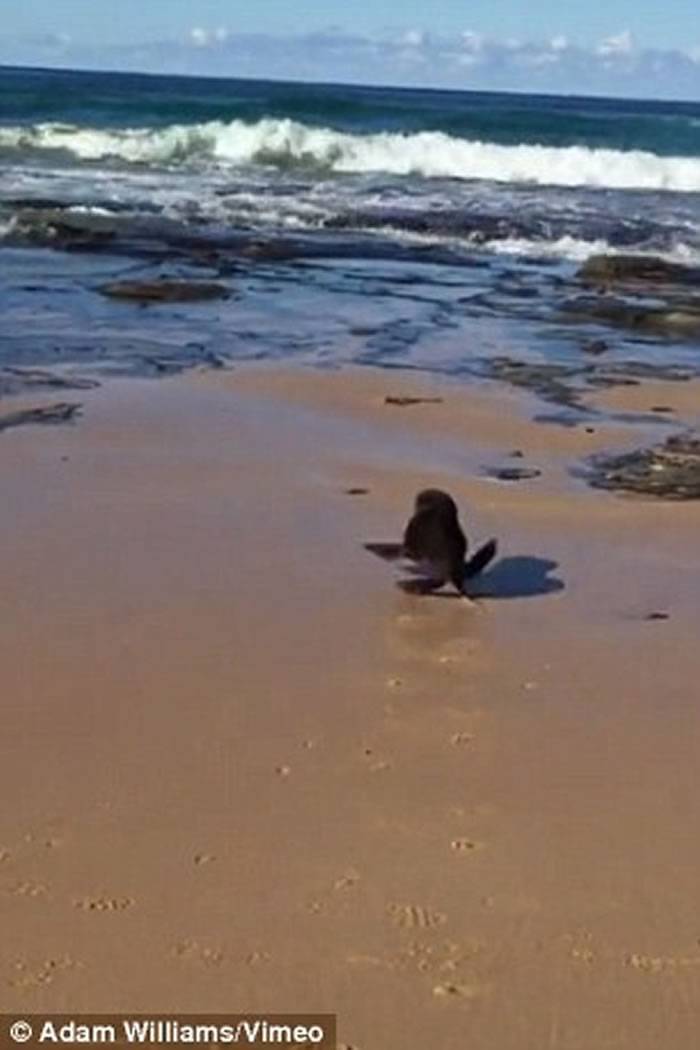 澳洲海狮被困渔网获救 兴奋奔回大海
