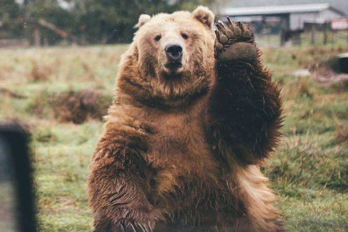 摄影师在美国奥林匹克国家公园向大棕熊挥手打招呼 大棕熊竟挥手回应