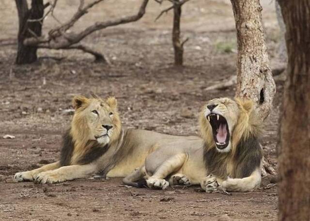 印度3只狮子食人被流放 永不能回归野外