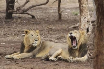 印度3只狮子食人被流放 永不能回归野外