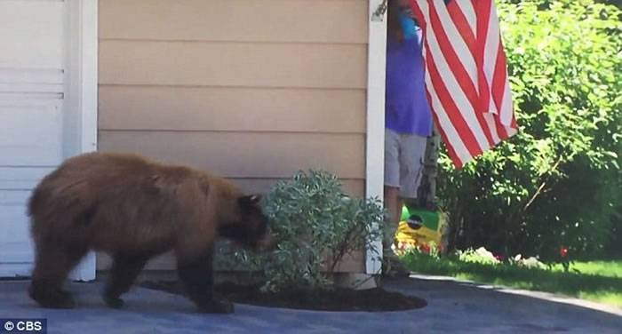 美国棕熊慵懒大步走 转角撞上喝水男