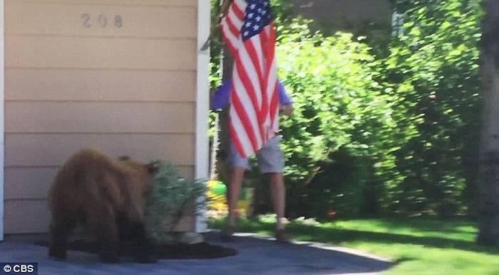 美国棕熊慵懒大步走 转角撞上喝水男