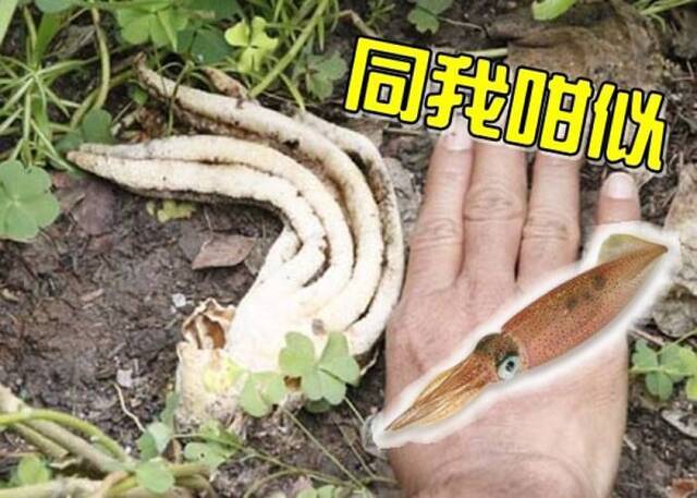 鱿鱼蘑菇：泰国北柳府村民发现世界上第二罕见的“观音手蘑菇”