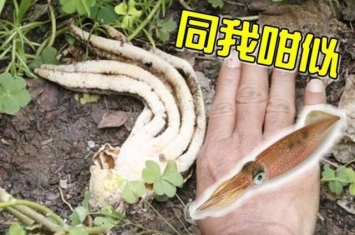 鱿鱼蘑菇：泰国北柳府村民发现世界上第二罕见的“观音手蘑菇”
