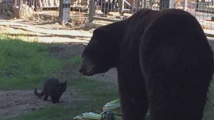 美国加州佛森市动物园流浪猫钻进大黑熊栏舍不但没出事还包吃包住