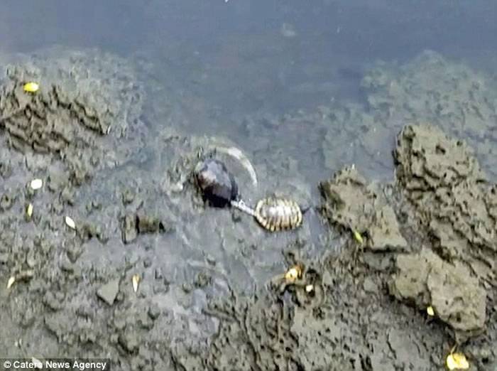 美国两只乌龟被人用铁炼绑在一起差点溺死