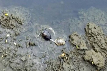 美国两只乌龟被人用铁炼绑在一起差点溺死