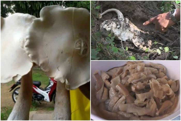 泰国夫妇在橡胶园内采到两颗“巨无霸”蘑菇