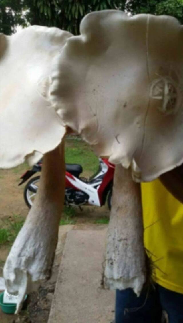泰国夫妇在橡胶园内采到两颗“巨无霸”蘑菇