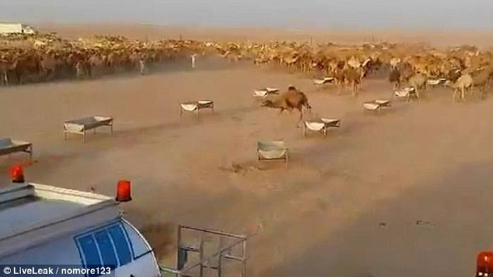 沙特阿拉伯沙漠数百头骆驼齐奔往饮水声势浩大