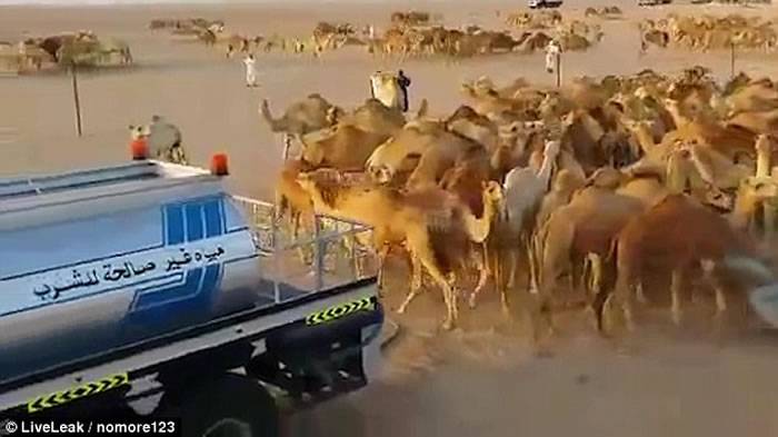 沙特阿拉伯沙漠数百头骆驼齐奔往饮水声势浩大