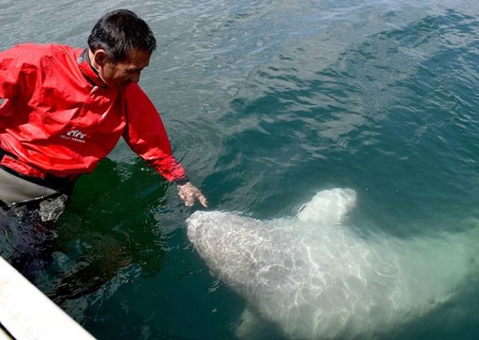 日本北海道能取湖小白鲸与患癌渔夫成为“好朋友”