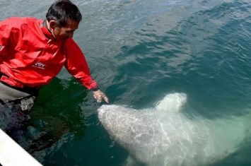 日本北海道能取湖小白鲸与患癌渔夫成为“好朋友”