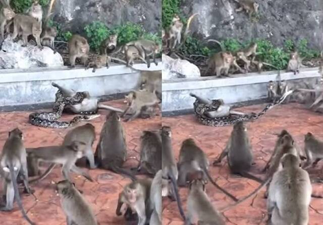 泰国南部巴蜀府猴子遭蟒蛇缠住 数十只猴子包围仍救不出来