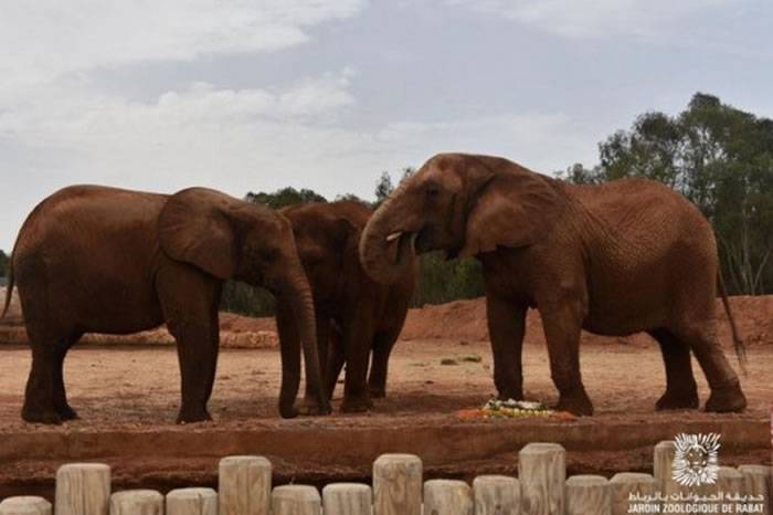 摩洛哥拉巴特动物园大象扔石头砸死7岁女童