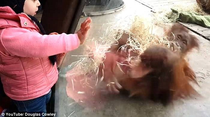澳洲墨尔本动物园小红毛猩猩在小女孩面前大跳霹雳舞