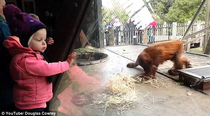 澳洲墨尔本动物园小红毛猩猩在小女孩面前大跳霹雳舞