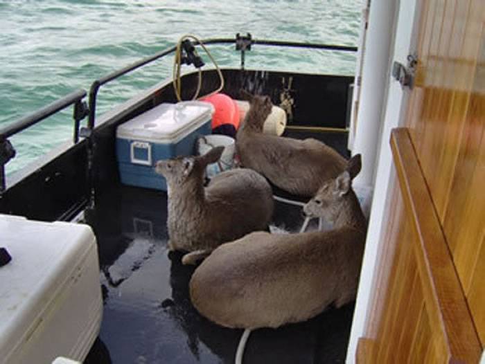 美国阿拉斯加游船救起一群跳海的鹿