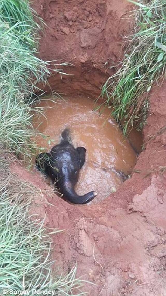 印度小象掉到井里 大象妈妈整晚悲鸣求救援