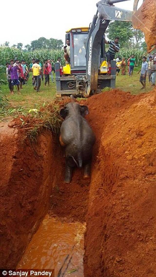 印度小象掉到井里 大象妈妈整晚悲鸣求救援