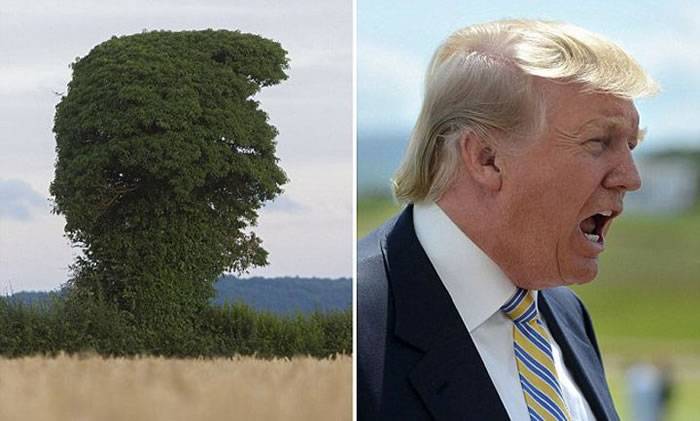 英国惊现一棵很像美国共和党统候选人特朗普头像的榆树