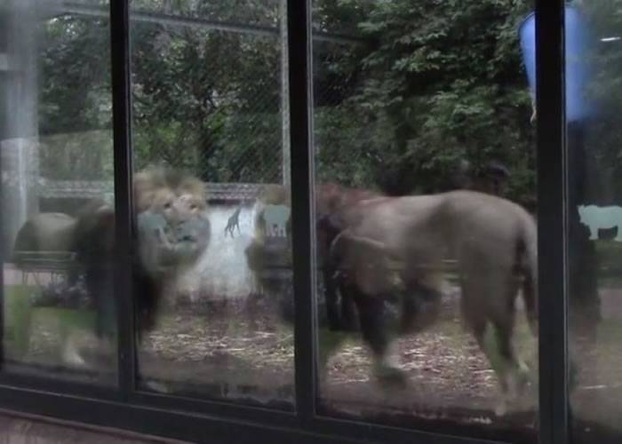 英国布里斯托动物园办派对 强劲音乐吓坏狮子