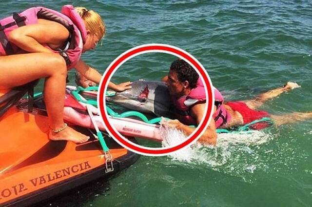 西班牙海岸公园海豚搁浅受伤 泳客水上电单车充救护车送医
