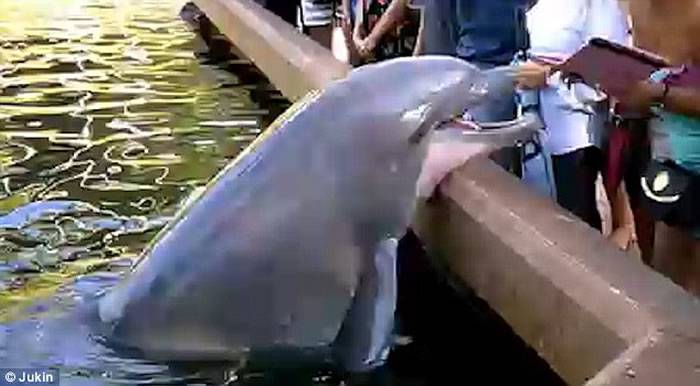 美国佛罗里达州奥兰多海洋世界海豚瞬间抢走游客iPAD