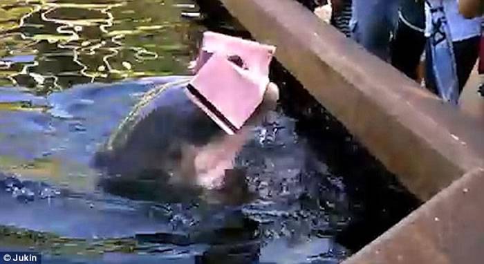 美国佛罗里达州奥兰多海洋世界海豚瞬间抢走游客iPAD