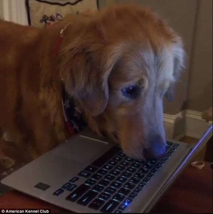 金毛寻回犬脸部几乎贴着电脑屏幕 目不转睛盯着播放的影片