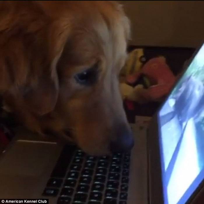 金毛寻回犬脸部几乎贴着电脑屏幕 目不转睛盯着播放的影片