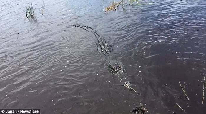 美国游客乘小船探索佛罗里达大沼泽地 短吻鳄冒出水面导游淡定“出手”