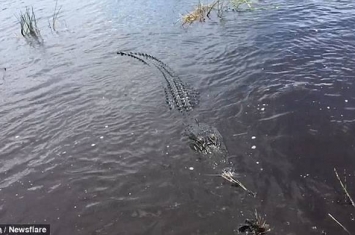 美国游客乘小船探索佛罗里达大沼泽地 短吻鳄冒出水面导游淡定“出手”