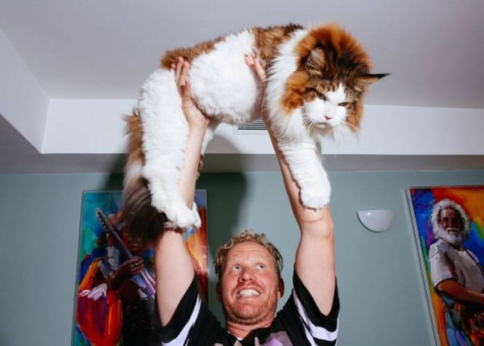 美国28磅巨型缅因猫成纽约第一