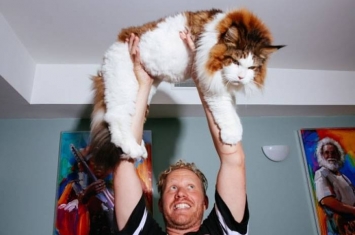 美国28磅巨型缅因猫成纽约第一