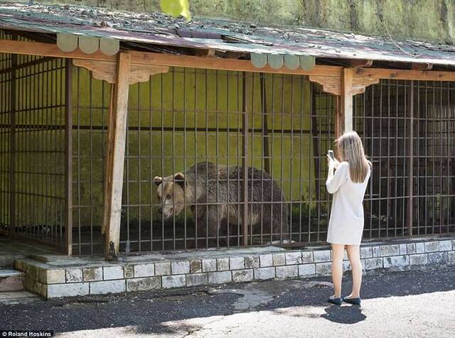 阿尔巴尼亚棕熊被囚禁当餐厅活招牌啃咬自残