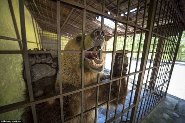 阿尔巴尼亚棕熊被囚禁当餐厅活招牌啃咬自残