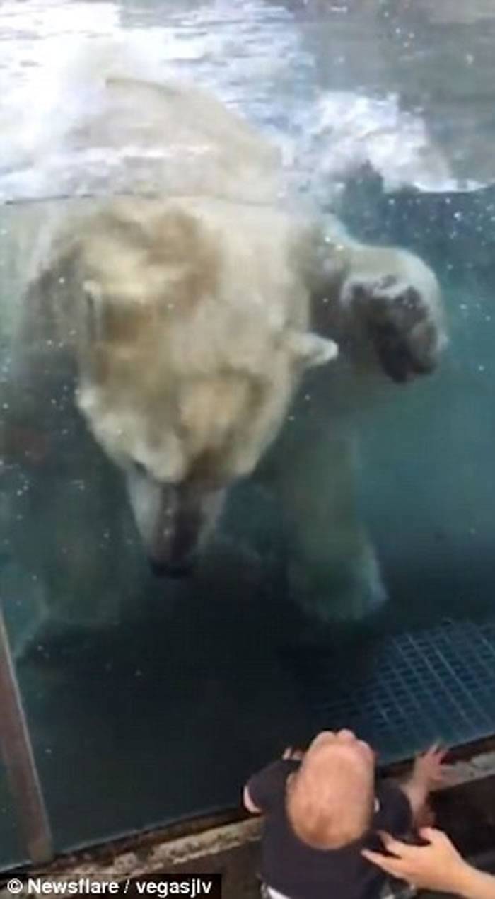 美国动物园北极熊近距离张血盆大口吓坏宝宝