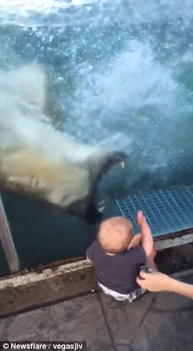 美国动物园北极熊近距离张血盆大口吓坏宝宝