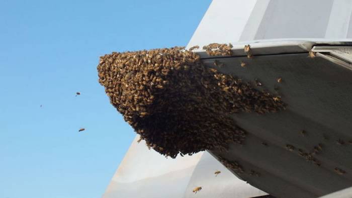 美国F-22猛禽战机被2万只蜜蜂攻陷停飞