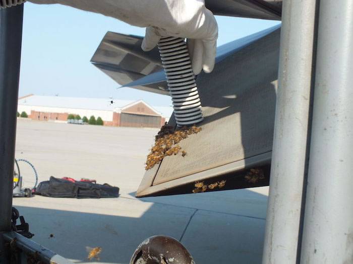 美国F-22猛禽战机被2万只蜜蜂攻陷停飞