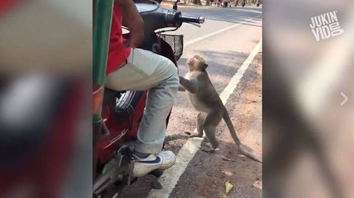 柬埔寨吴哥窟恶霸猴子拦下摩托车抢水喝