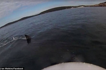 澳洲男子海上划艇时遇上5米长鲨鱼围绕