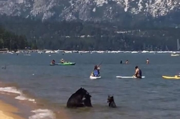 美国加州惊现3只黑熊在湖中畅泳