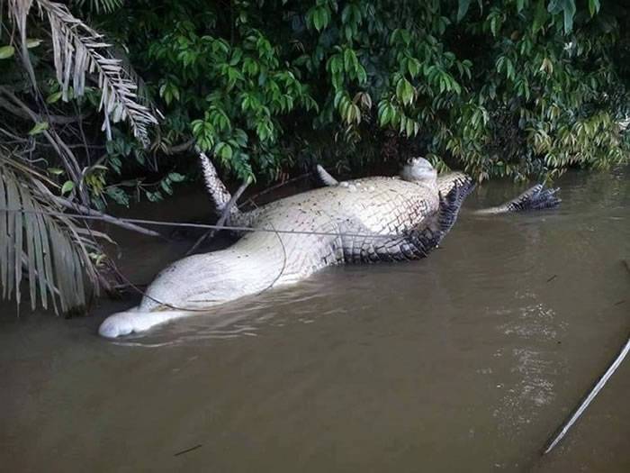 马来西亚峇南河惊见4公尺巨鳄浮尸 生殖器和爪趾都不见了