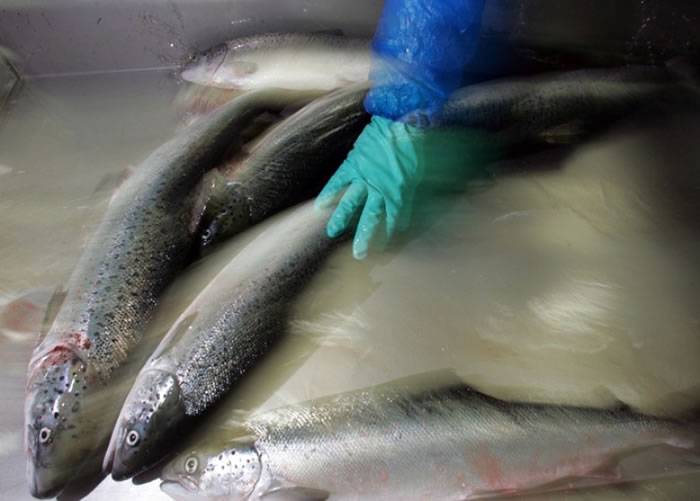 智利三文鱼业界减用抗生素 防超级细菌诞生