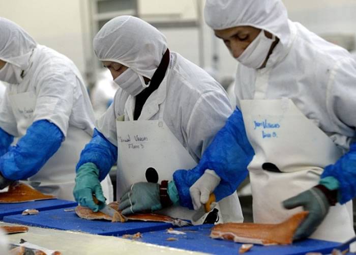 智利三文鱼业界减用抗生素 防超级细菌诞生