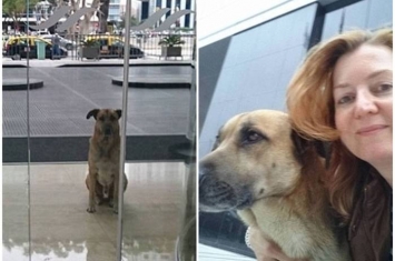 阿根廷忠犬遇见德国空姐后每天到酒店门前等候 苦等半年获收养