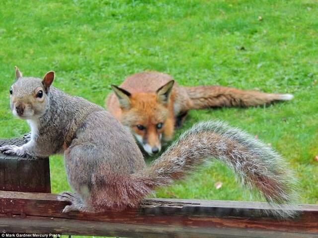 英国伦敦狐狸虎视眈眈 小松鼠拍窗求救